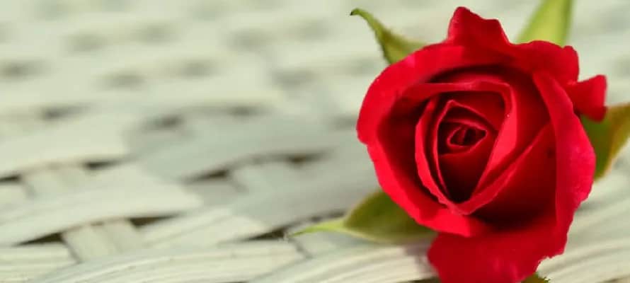 Mit o róży: odkryj tajemnice miłości i wiedzy w literaturze