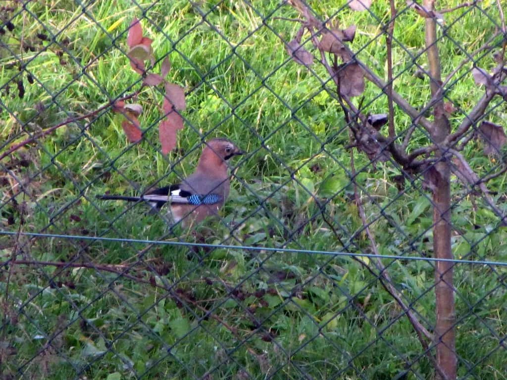 Sójka wiersz Jan Brzechwa - analiza humoru i znaczenia kulturowego