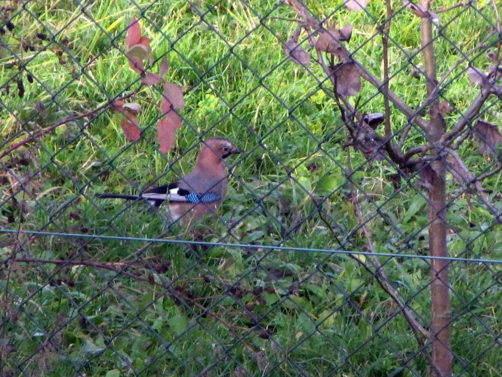 Sójka wiersz Jan Brzechwa - analiza humoru i znaczenia kulturowego